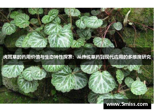 虎耳草的药用价值与生态特性探索：从传统草药到现代应用的多维度研究